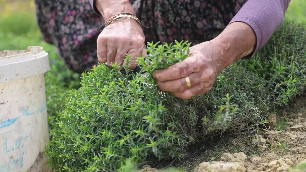 Foto - Anadolu'da masaya yatırıldı! Dertlere veda etmek istiyoruz diyorsanız bu yapılır... Vazgeçme yap: 3 tane bile yeter