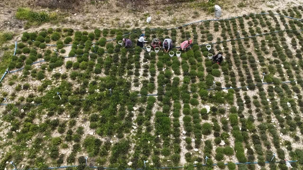 Foto - Anadolu'da masaya yatırıldı! Dertlere veda etmek istiyoruz diyorsanız bu yapılır... Vazgeçme yap: 3 tane bile yeter