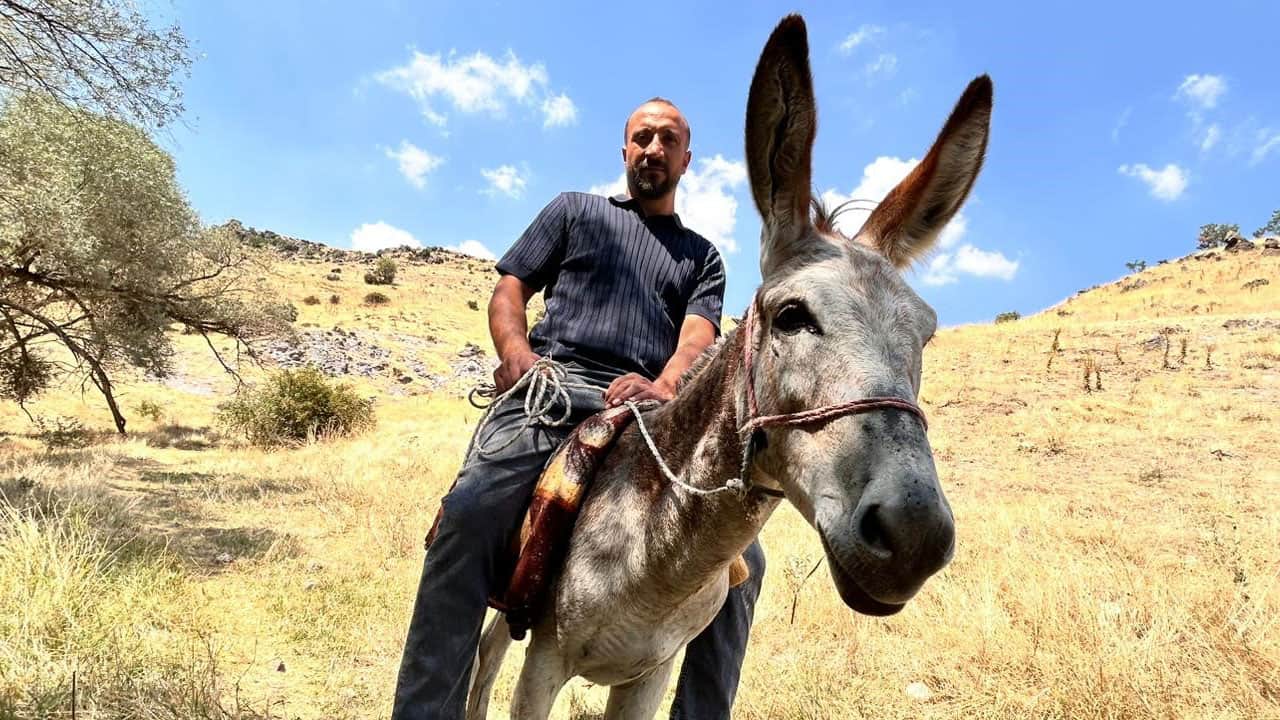 Foto - Ankara'da fıkra gibi olay! Yolda durdurulan sahipsiz eşek çekici ile yediemin otoparkına çekildi