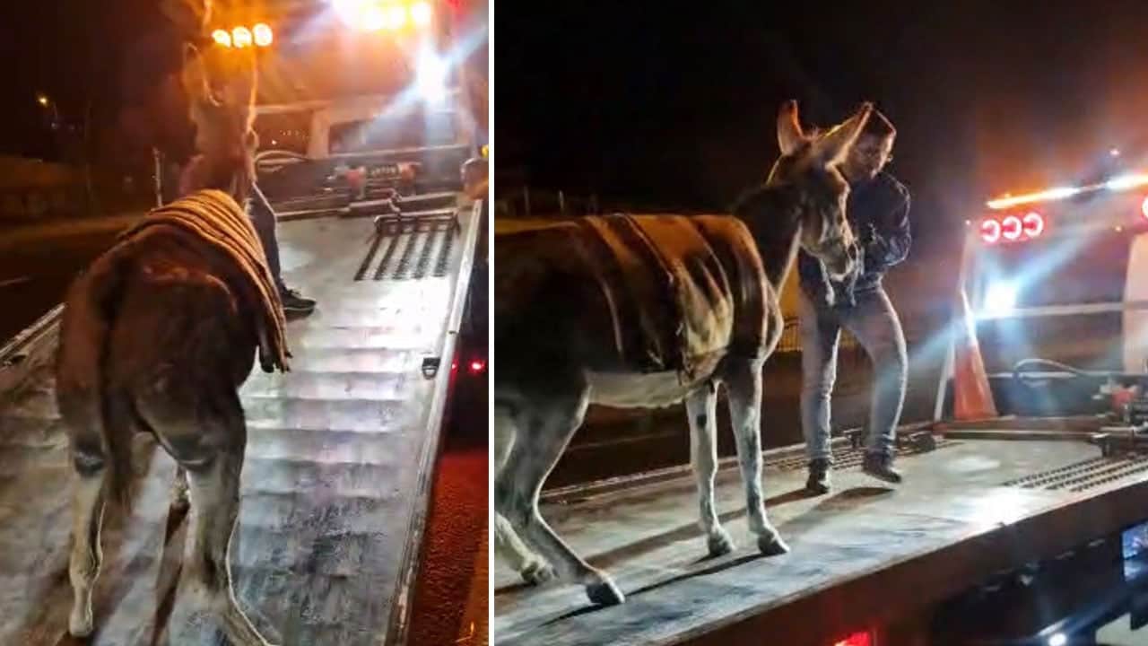Foto - Ankara'da fıkra gibi olay! Yolda durdurulan sahipsiz eşek çekici ile yediemin otoparkına çekildi