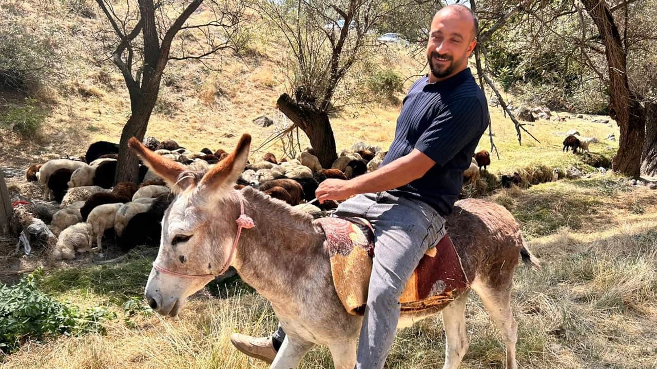 Foto - Ankara'da fıkra gibi olay! Yolda durdurulan sahipsiz eşek çekici ile yediemin otoparkına çekildi