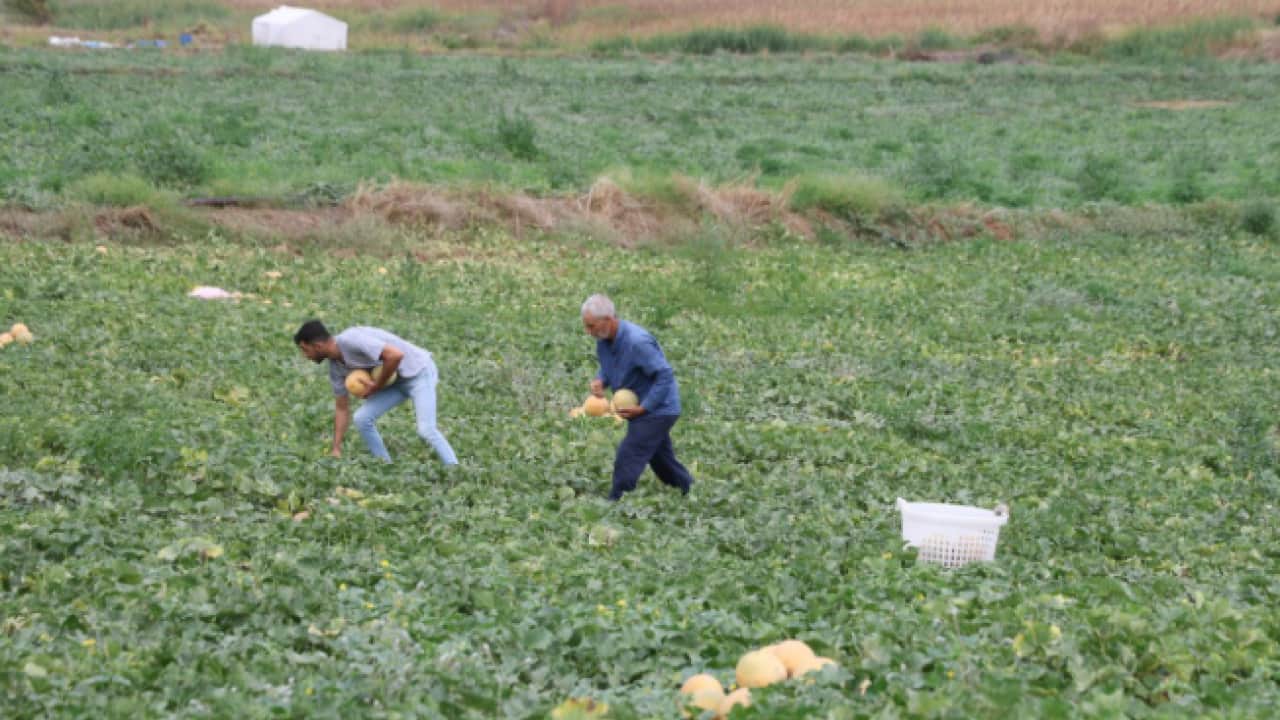 Foto - Aracıları ortadan kaldırdı: 15 lira daha ucuza satıyor!