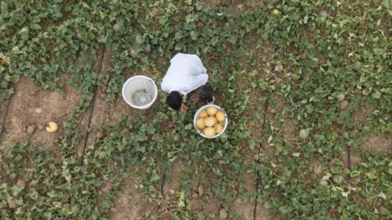 Foto - Aracıları ortadan kaldırdı: 15 lira daha ucuza satıyor!