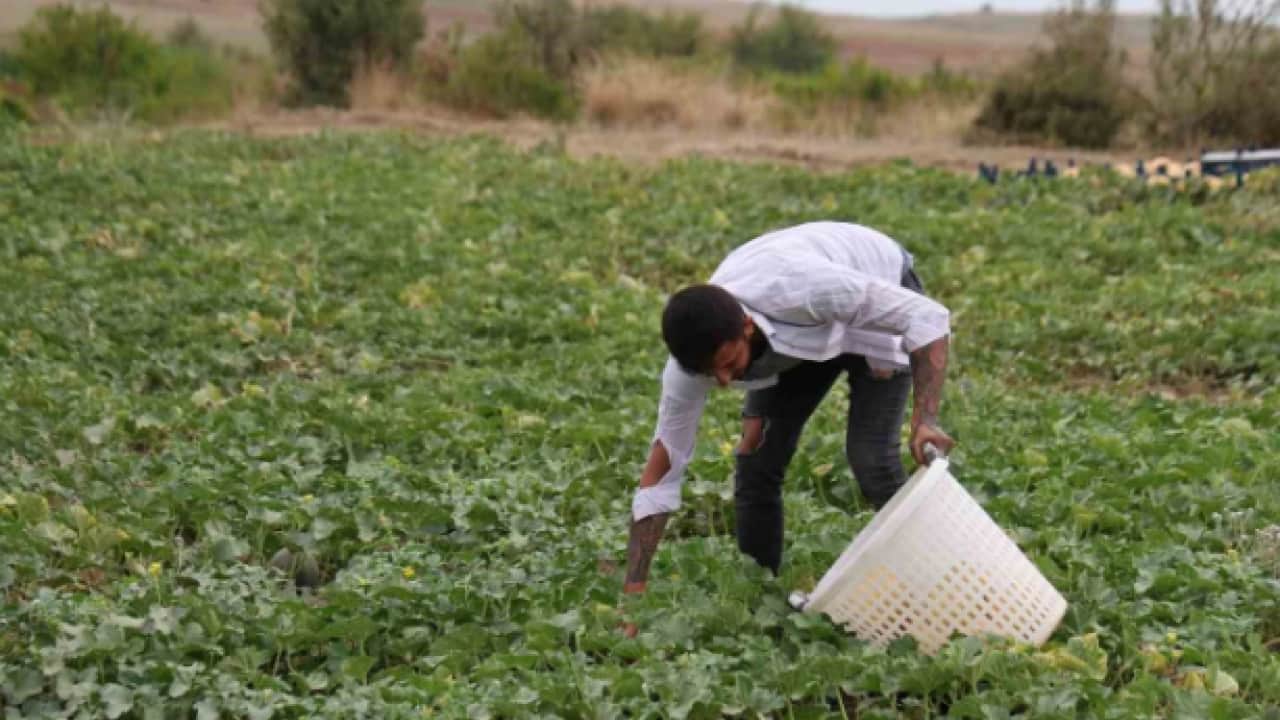 Foto - Aracıları ortadan kaldırdı: 15 lira daha ucuza satıyor!