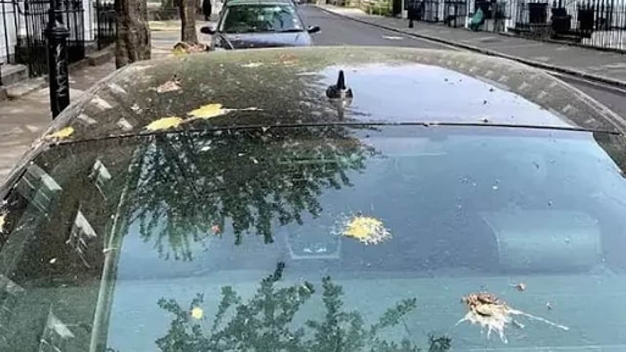 Foto - Aracın üzerindeki kuş pisliğini geçirmenin basit yolu? Lekeden eser kalmıyor!