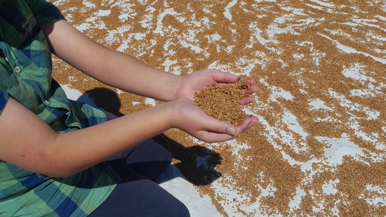 Foto - Asırlık gelenek sürüyor! Kazanlar kışlık bulgur için kaynıyor