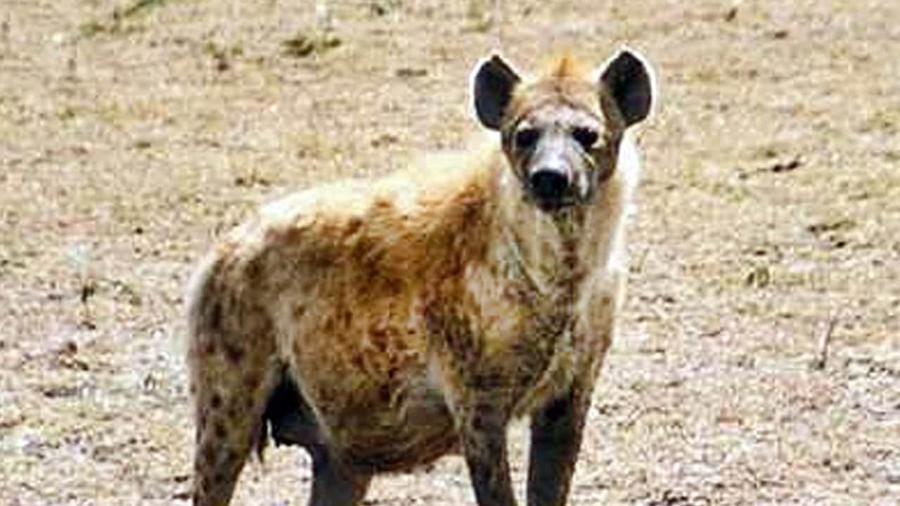 Foto - Aslan ve sırtlan arasındaki ilişki sanılandan çok farklı çıktı: Aslanlar daha yararlı...