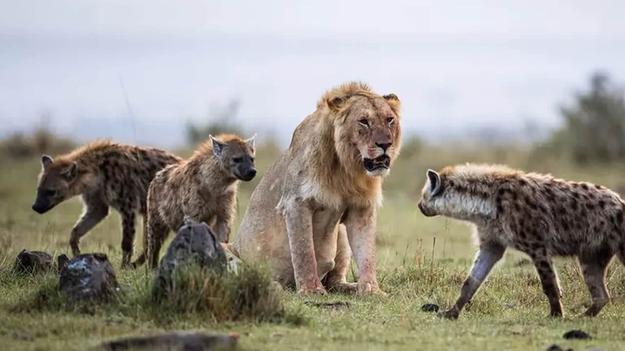 Foto - Aslan ve sırtlan arasındaki ilişki sanılandan çok farklı çıktı: Aslanlar daha yararlı...