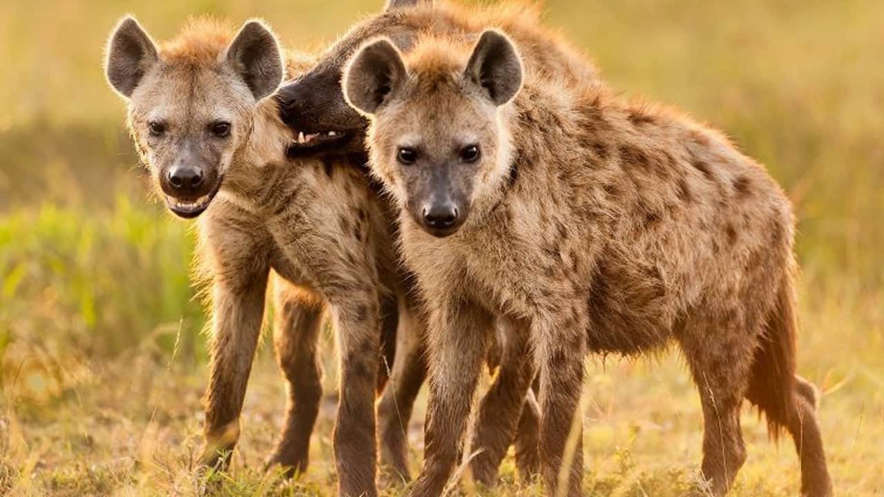 Foto - Aslan ve sırtlan arasındaki ilişki sanılandan çok farklı çıktı: Aslanlar daha yararlı...