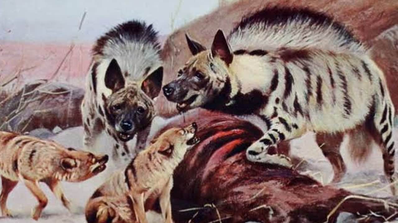 Foto - Aslan ve sırtlan arasındaki ilişki sanılandan çok farklı çıktı: Aslanlar daha yararlı...