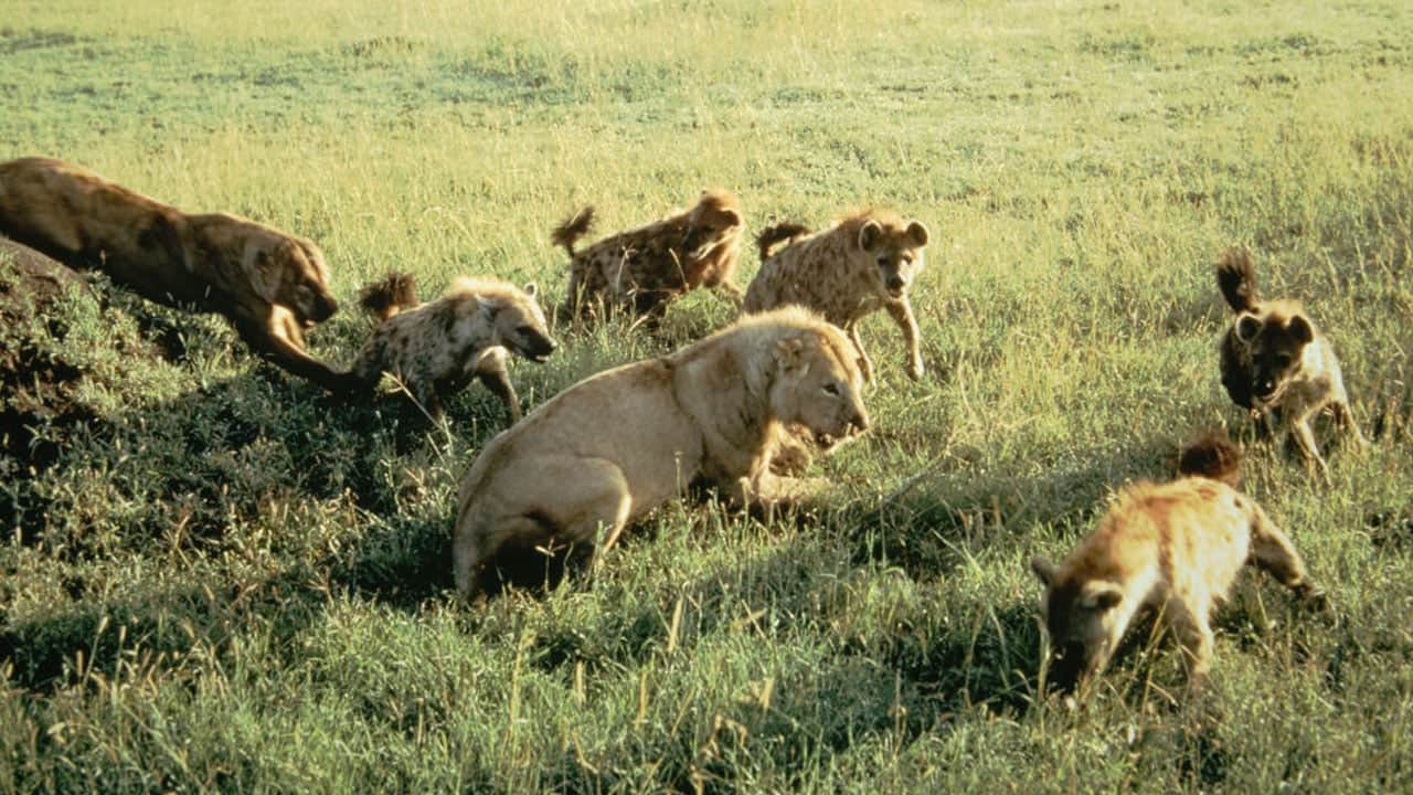 Aslan ve sırtlan arasındaki ilişki sanılandan çok farklı çıktı: Aslanlar daha yararlı...