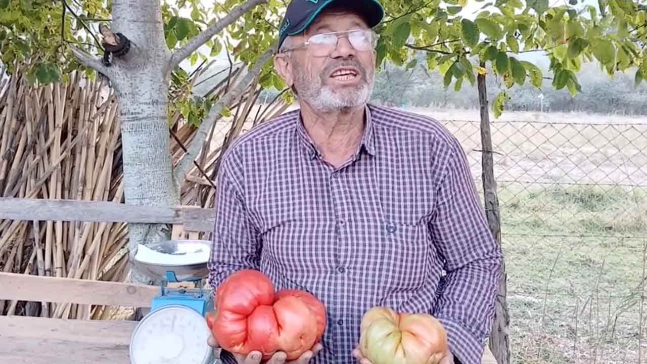 Foto - Ata tohumundan 2 kiloluk dev domates!