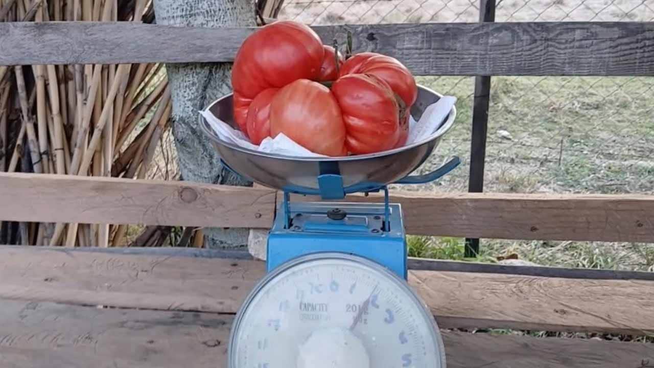 Ata tohumundan 2 kiloluk dev domates!