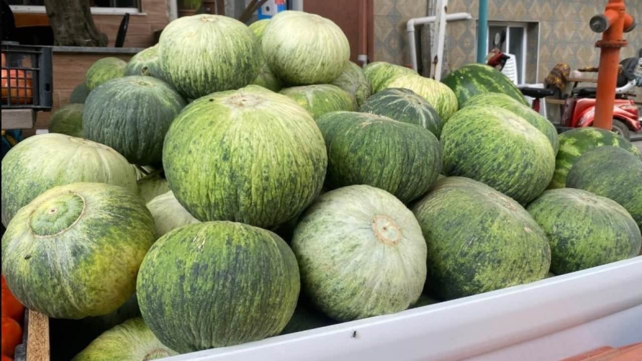 Foto - Ata tohumuyla yetiştiriliyor! Görünüşüyle hırsızları, tadıyla yiyenleri şaşırtıyor
