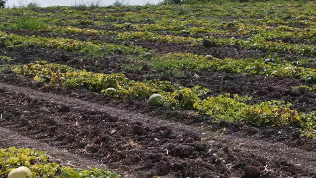 Foto - Ata tohumuyla yetiştiriliyor! Görünüşüyle hırsızları, tadıyla yiyenleri şaşırtıyor