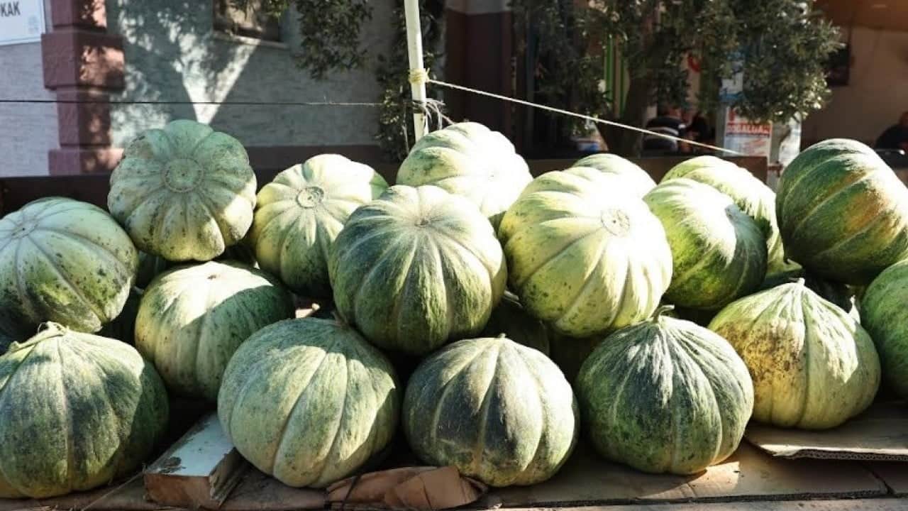 Foto - Ata tohumuyla yetiştiriliyor! Görünüşüyle hırsızları, tadıyla yiyenleri şaşırtıyor