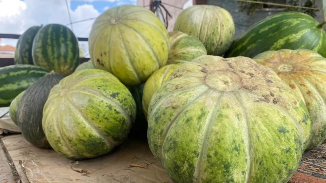 Foto - Ata tohumuyla yetiştiriliyor! Görünüşüyle hırsızları, tadıyla yiyenleri şaşırtıyor