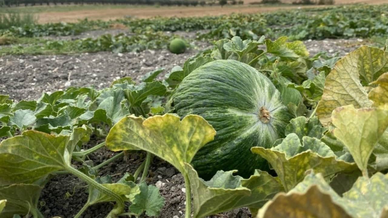 Foto - Ata tohumuyla yetiştiriliyor! Görünüşüyle hırsızları, tadıyla yiyenleri şaşırtıyor