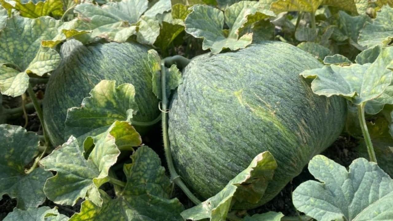 Foto - Ata tohumuyla yetiştiriliyor! Görünüşüyle hırsızları, tadıyla yiyenleri şaşırtıyor