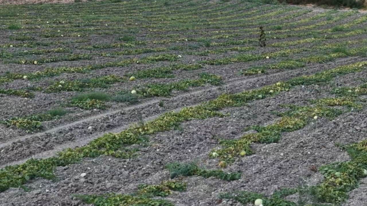 Foto - Ata tohumuyla yetiştiriliyor! Görünüşüyle hırsızları, tadıyla yiyenleri şaşırtıyor