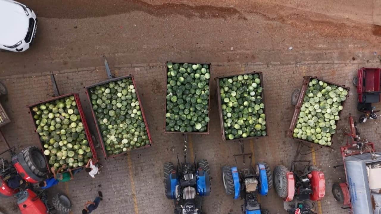 Foto - Ata tohumuyla yetiştiriliyor! Görünüşüyle hırsızları, tadıyla yiyenleri şaşırtıyor
