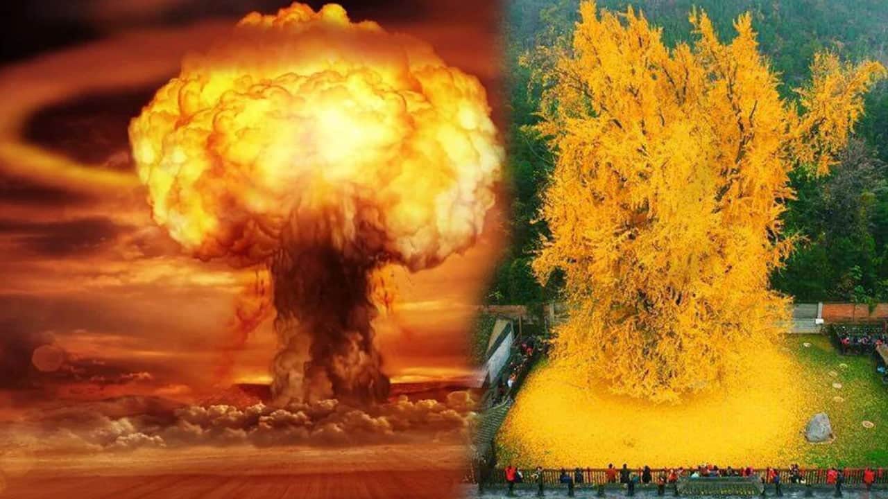 Atom bombasının bile zarar veremediği bitki, KPSS adaylarına deva oluyor