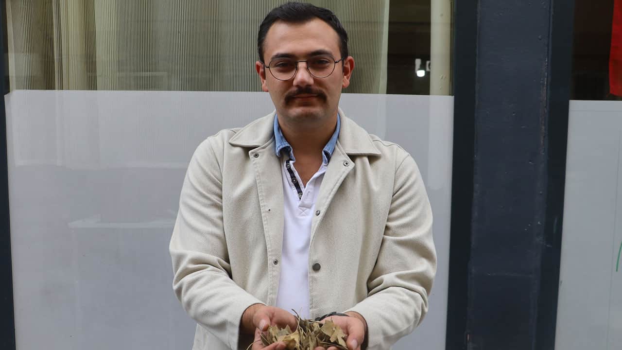 Foto - Atom bombasının bile zarar veremediği bitki, KPSS adaylarına deva oluyor
