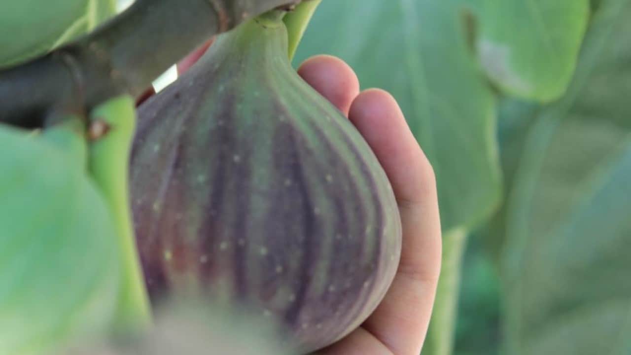 Foto - Avrupa’nın gözde meyvesi Bursa siyahı pazara indi