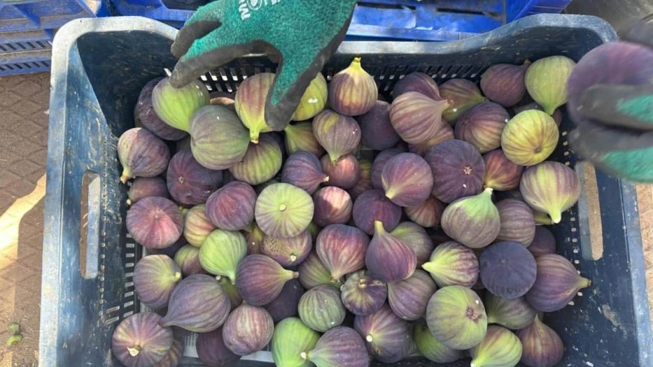 Foto - Avrupa’nın gözde meyvesi Bursa siyahı pazara indi
