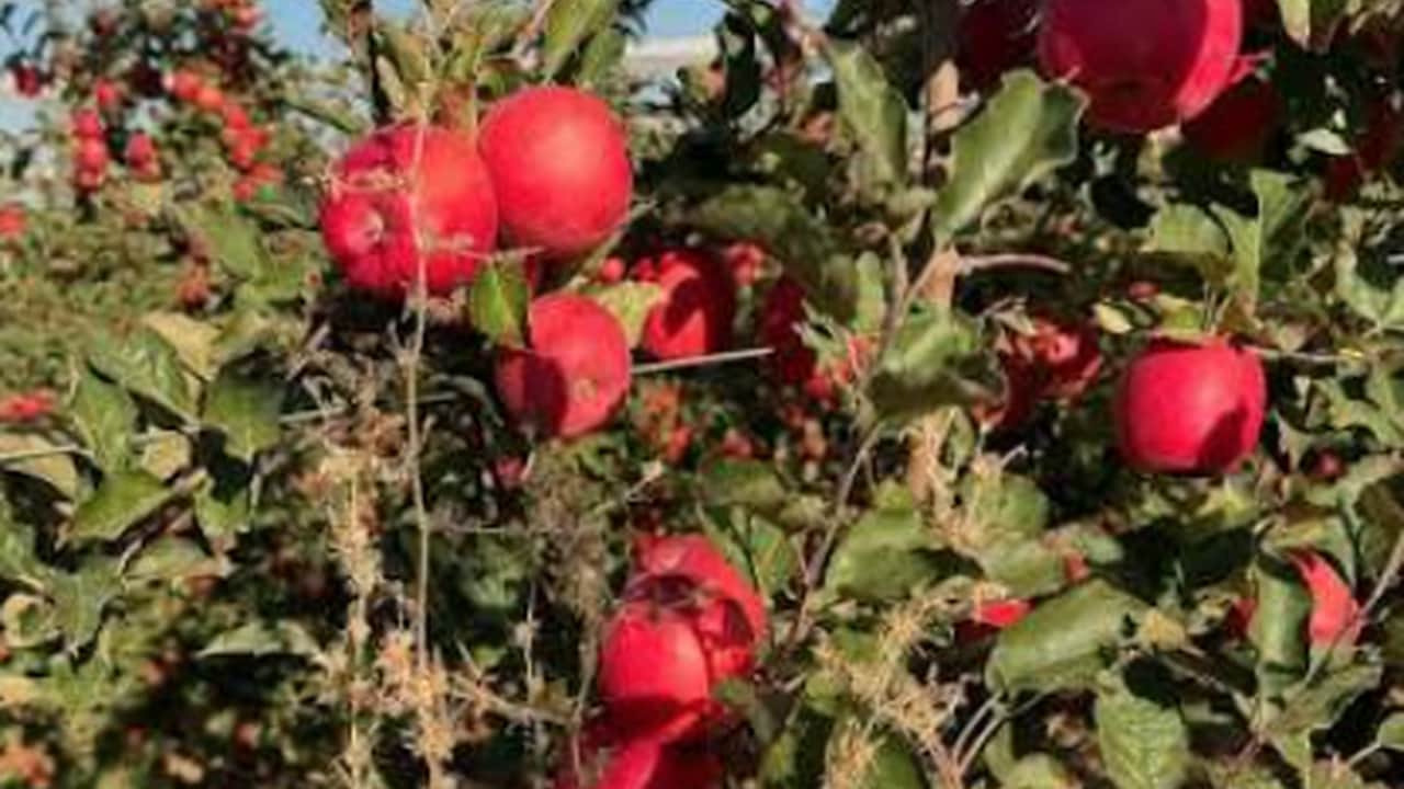 Foto - Avustralya’nın gizli hazinesi artık Türk topraklarına emanet: Üç ilde üretim üssü kuruldu