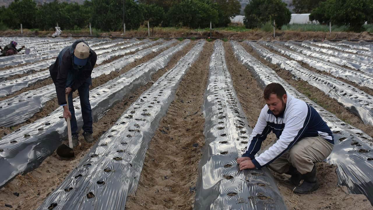 Foto - Babasının 25 yıllık mirasını sürdürüyor! Kurumsal hayatı bırakıp ata toprağına döndü