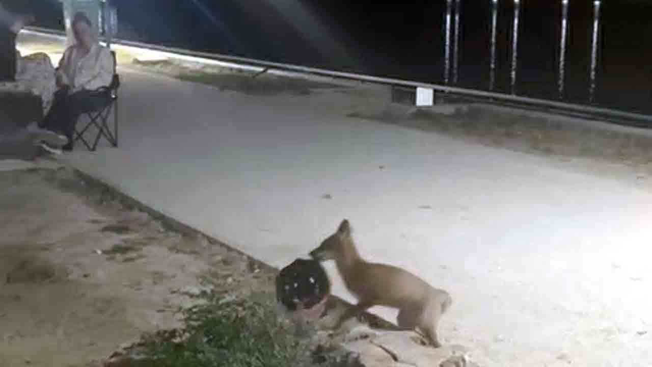 Foto - Bak sen şu hırsız tilkiye! Bisikletçinin kaskını kaptığı gibi götürdü