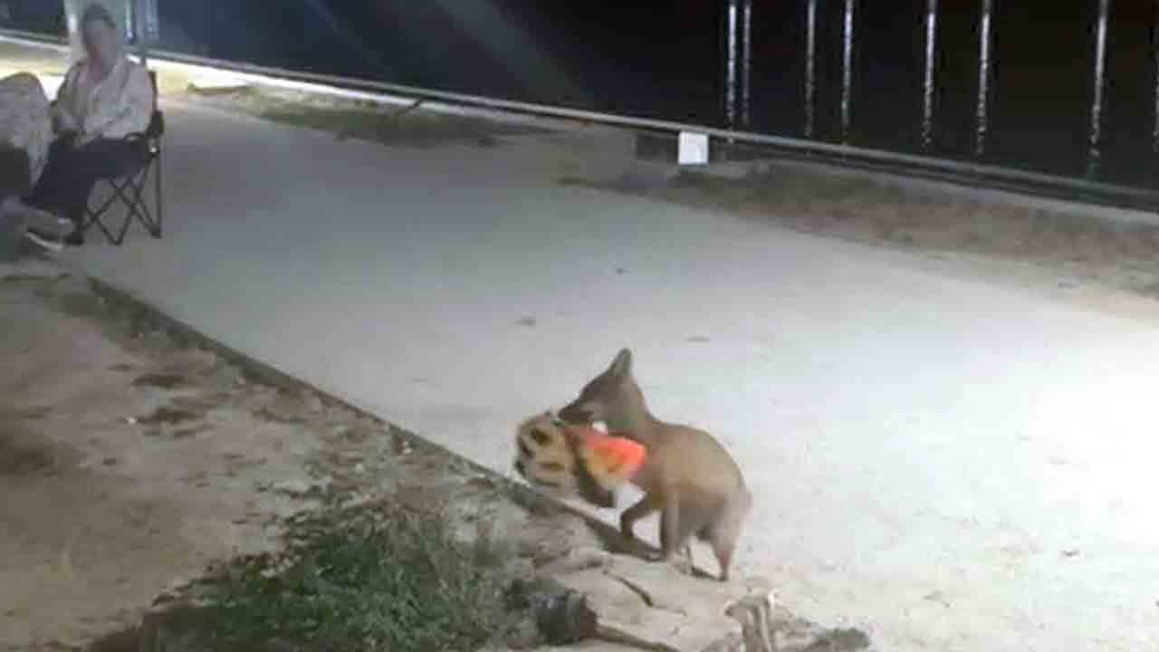 Foto - Bak sen şu hırsız tilkiye! Bisikletçinin kaskını kaptığı gibi götürdü