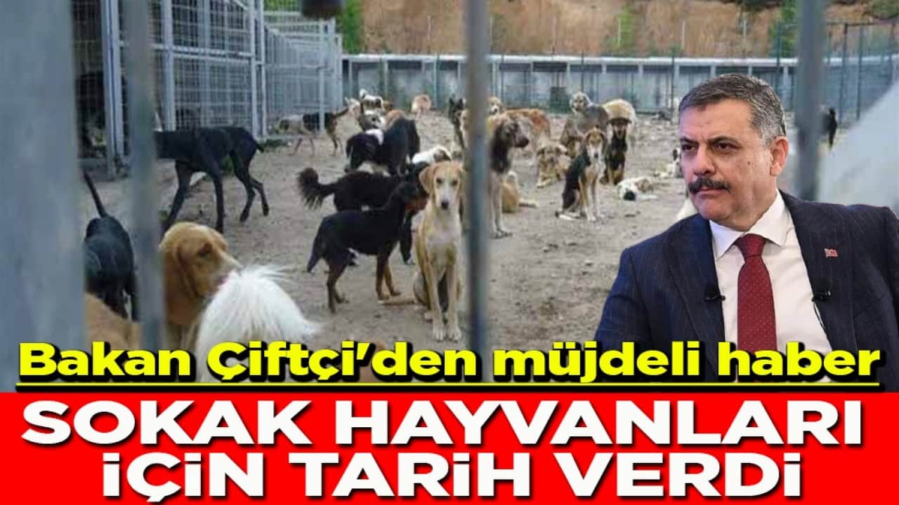 Bakan Çiftçi'den müjdeli haber Sokak hayvanları için tarih verdi