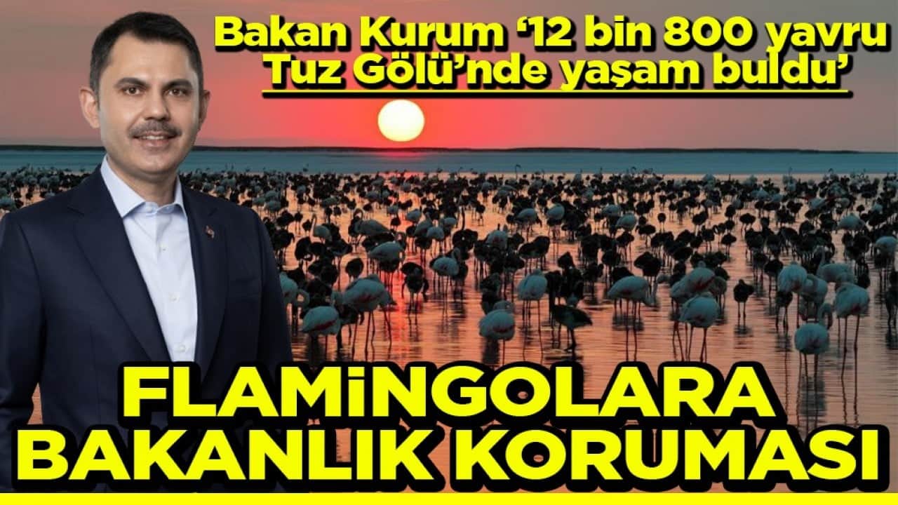 ‘Bakan Kurum ‘12 bin 800 yavru Tuz Gölü’nde yaşam buldu’ Flamingolara Bakanlık Koruması