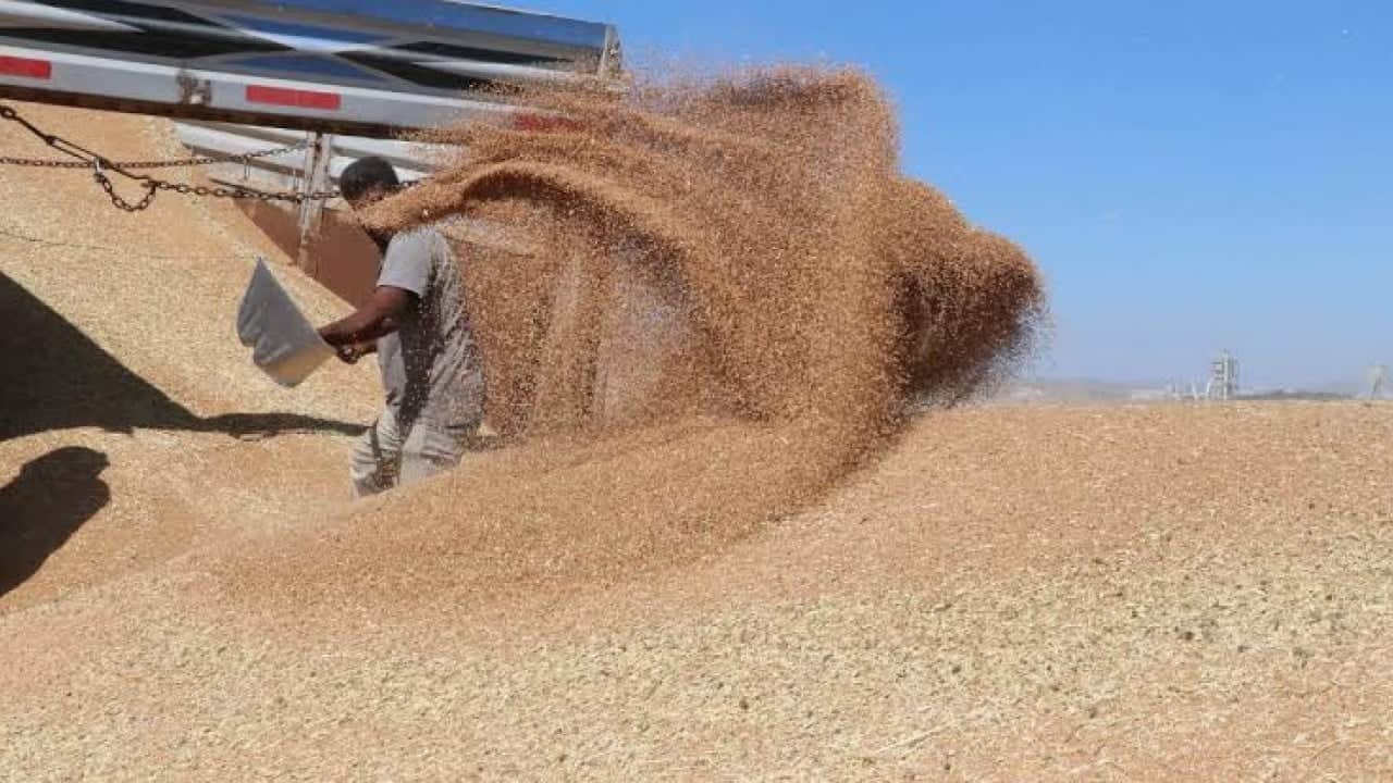Foto - Bakan Yumaklı duyurdu! TMO, hububatta çifte rekor kırdı