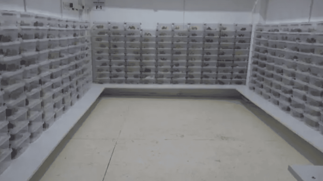 Foto - Bakanlıktan üretim izni aldılar: Gramı tam 12 bin dolar!