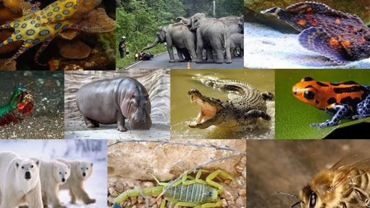 Bakın ilk sırada hangisi var! Dünyanın en tehlikeli hayvanı belli oldu
