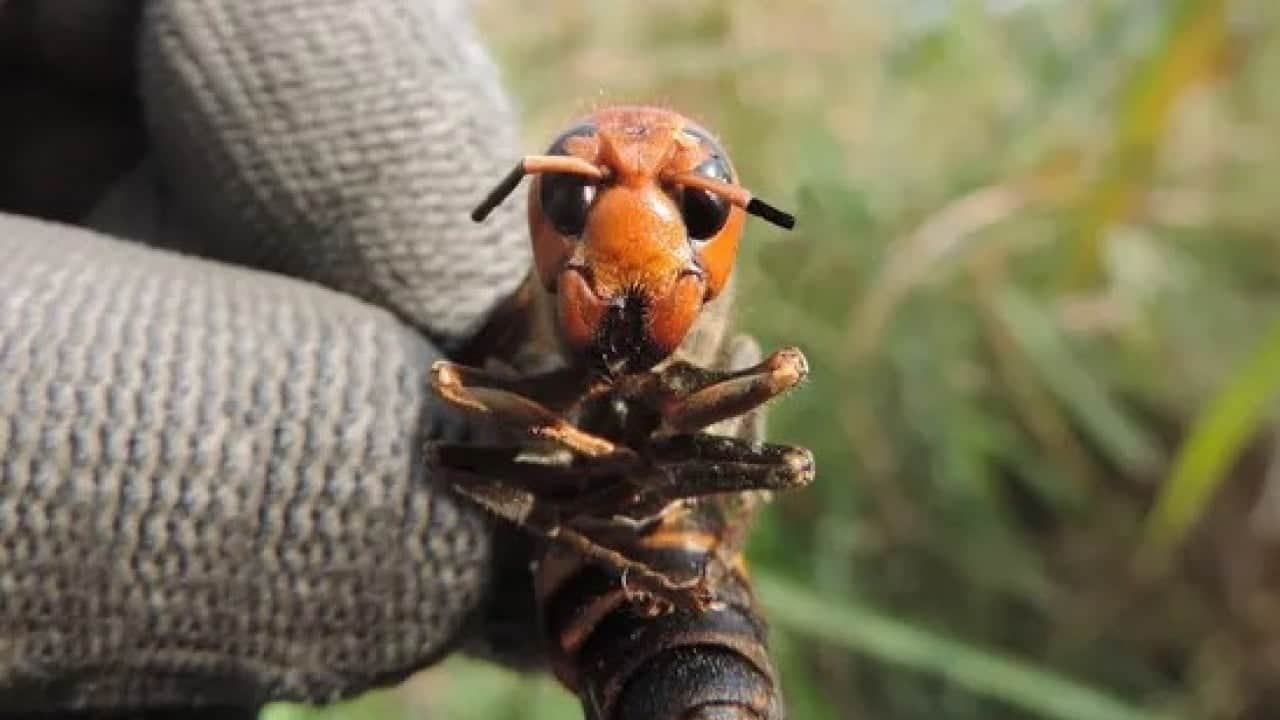 Foto - Bakın ilk sırada hangisi var! Dünyanın en tehlikeli hayvanı belli oldu