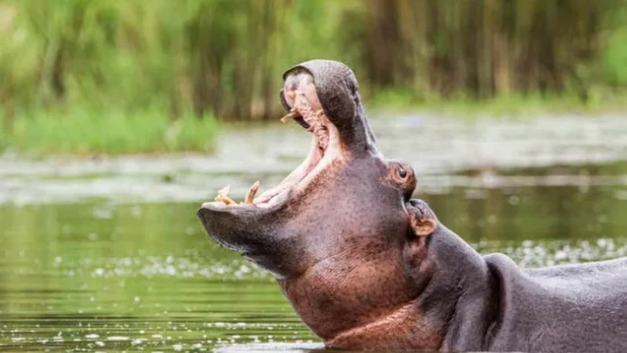 Foto - Bakın ilk sırada hangisi var! Dünyanın en tehlikeli hayvanı belli oldu