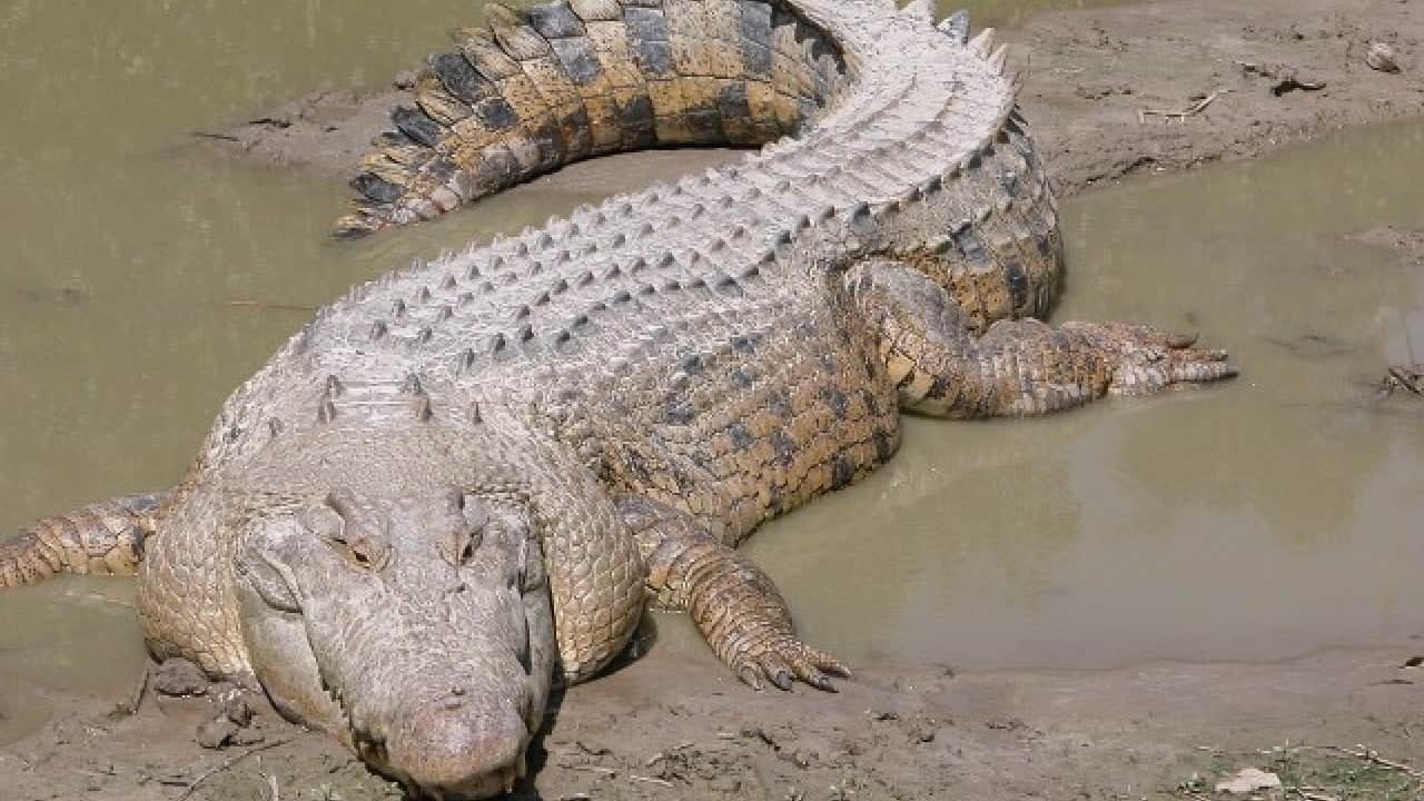 Foto - Bakın ilk sırada hangisi var! Dünyanın en tehlikeli hayvanı belli oldu