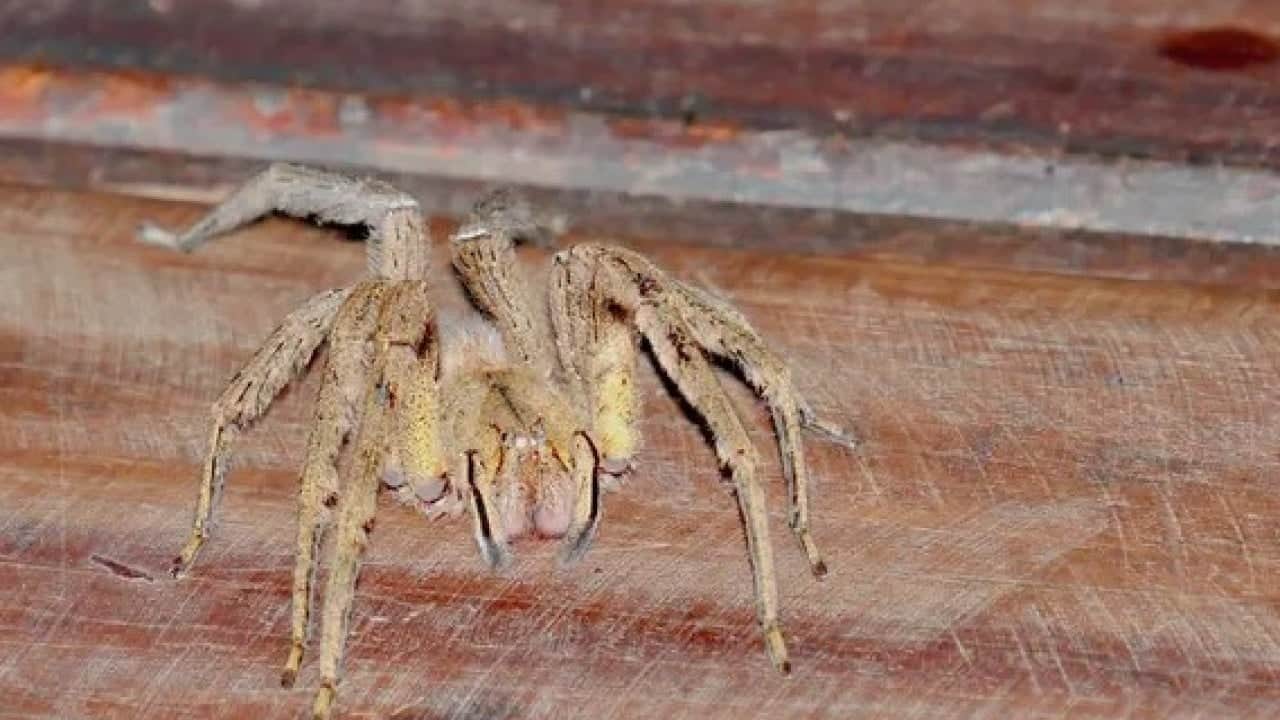 Foto - Bakın ilk sırada hangisi var! Dünyanın en tehlikeli hayvanı belli oldu