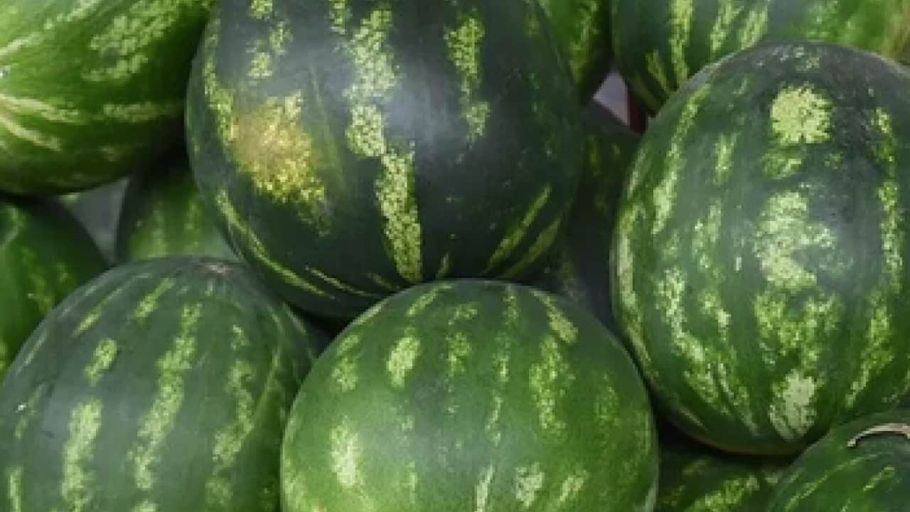Foto - Bal gibi ve içi kıpkırmızı karpuz nasıl seçilir? Karpuza vurmak artık mazide kaldı uyarısı...