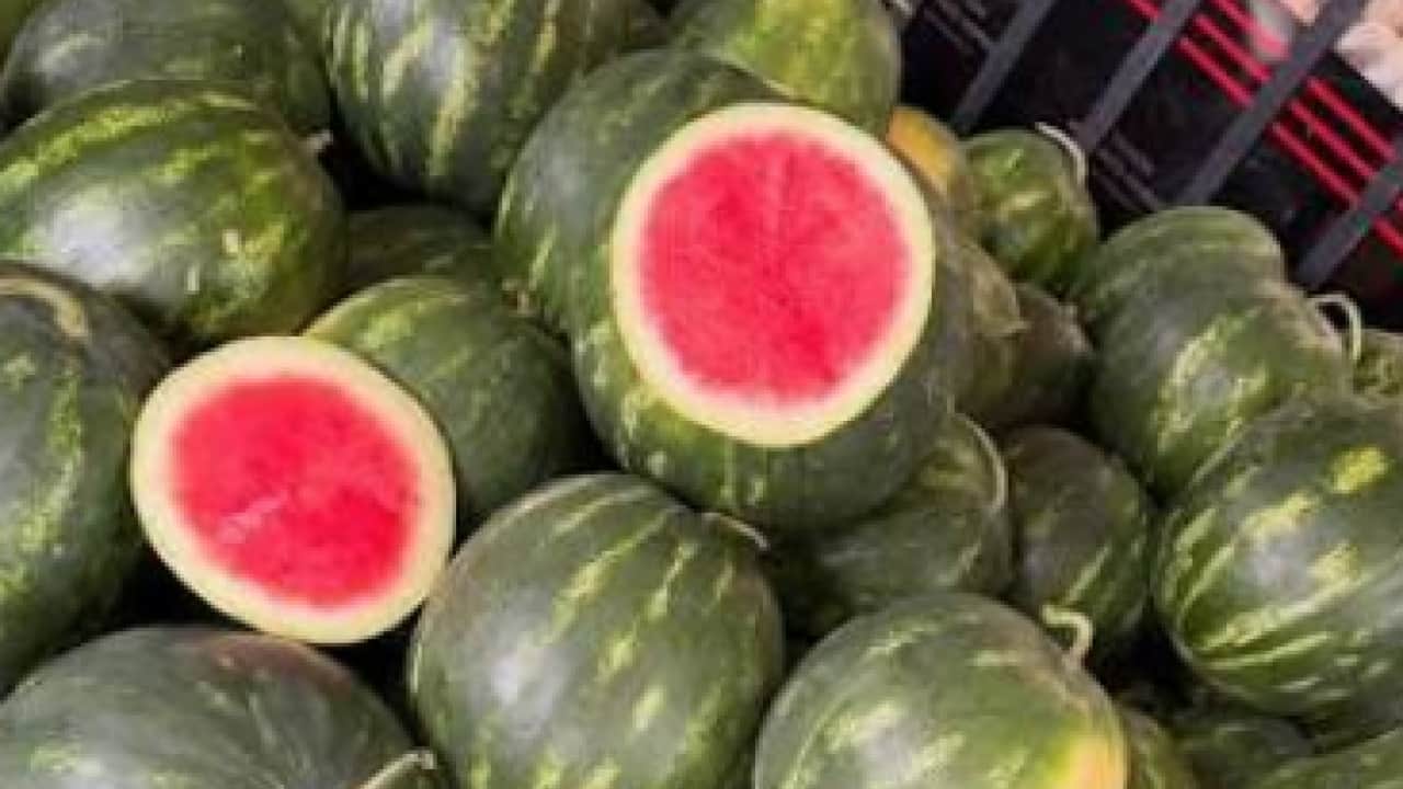 Foto - Bal gibi ve içi kıpkırmızı karpuz nasıl seçilir? Karpuza vurmak artık mazide kaldı uyarısı...