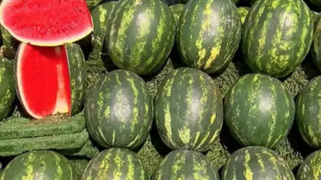 Foto - Bal gibi ve içi kıpkırmızı karpuz nasıl seçilir? Karpuza vurmak artık mazide kaldı uyarısı...