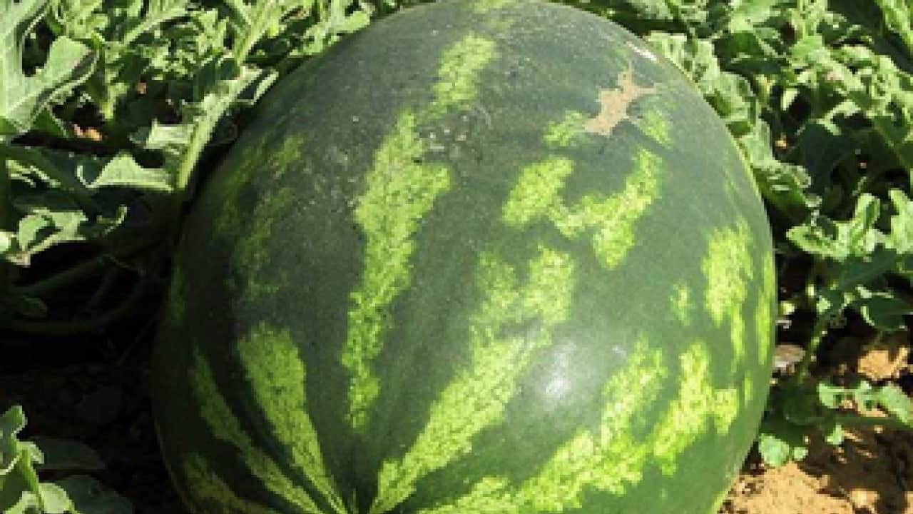 Foto - Bal gibi ve içi kıpkırmızı karpuz nasıl seçilir? Karpuza vurmak artık mazide kaldı uyarısı...