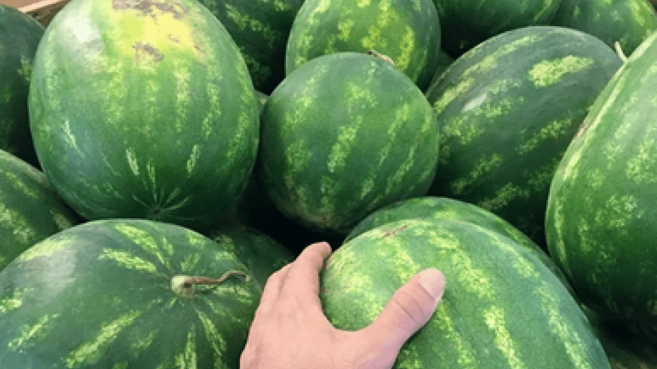 Foto - Bal gibi ve içi kıpkırmızı karpuz nasıl seçilir? Karpuza vurmak artık mazide kaldı uyarısı...