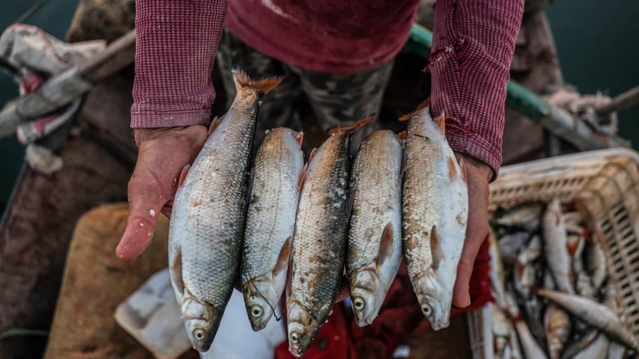 Foto - Balık pazarı hareketlendi Fırat’ın bereketi Suriyelilerin yüzünü güldürdü