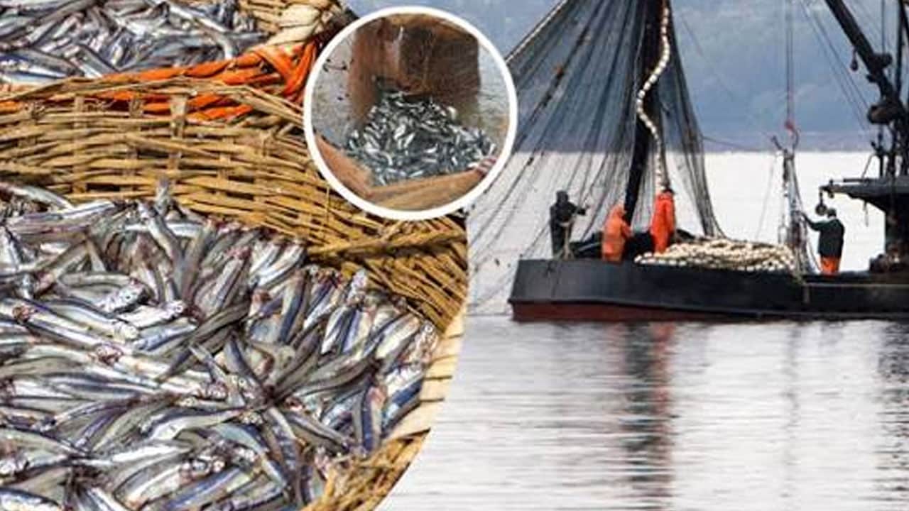 Foto - Balık sadece 1 saatte kapış kapış satıldı! Cumhur ünlü: Allah'a çok şükür çok bereketli sezonumuz...