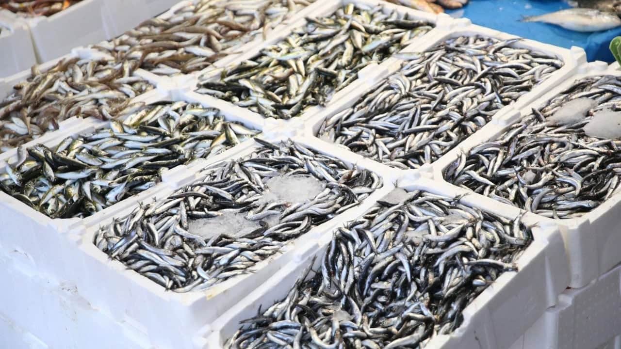 Balık sezonu açıldı, tezgahlar şenlendi! Eylülde hangi balıklar yenir?